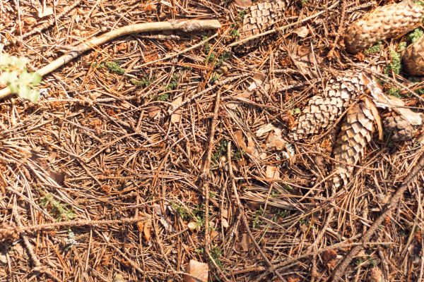 Cost of Pine Needles Removal in Shelton