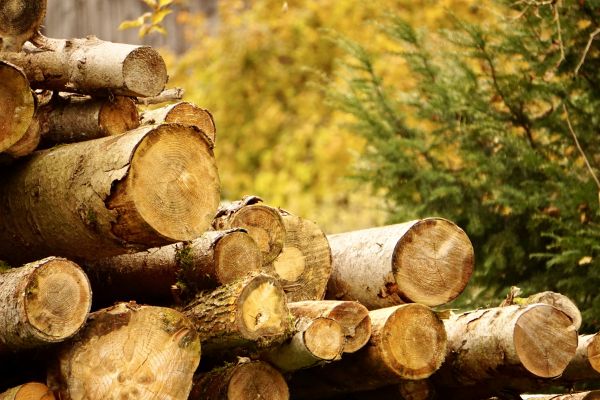 Wood Pile Removal in Shelton