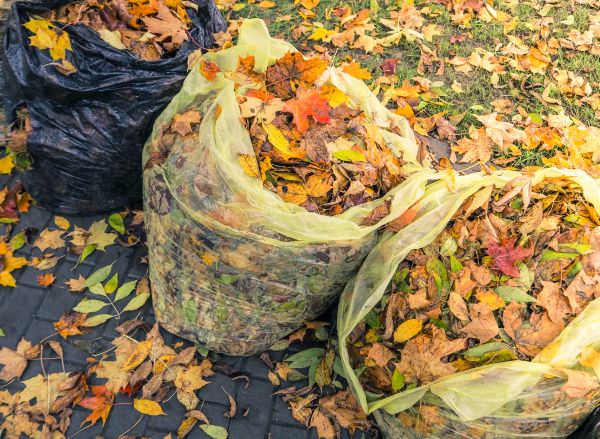 Yard Cleanup Service in Shelton