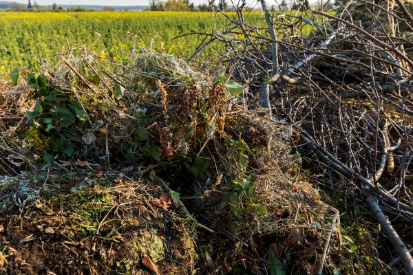 Brush Disposal in Shelton