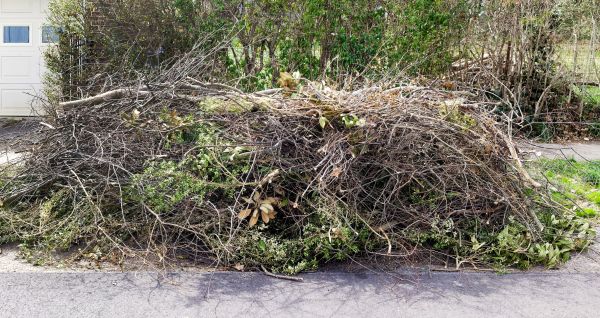 Tree Limb Cleanup in Shelton