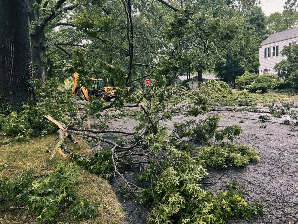 Tree Branch Disposal in Shelton