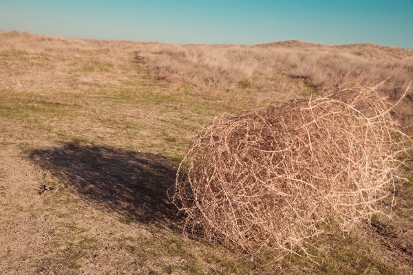 Tumbleweed Removal in Shelton