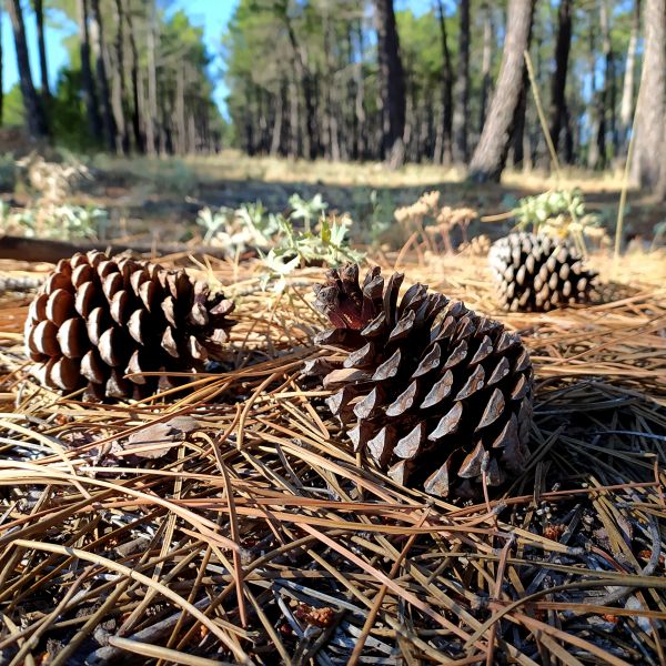 Pine Cone Removal in Shelton