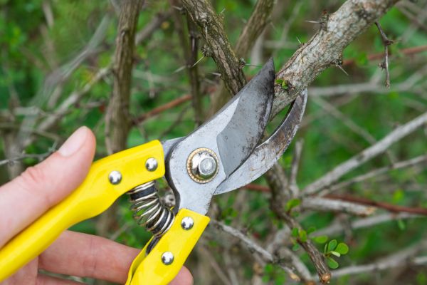 Limbs Removal in Shelton