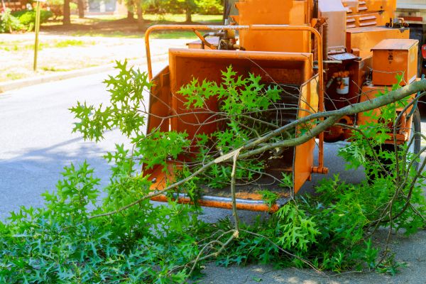 Tree Branches Removal in Shelton