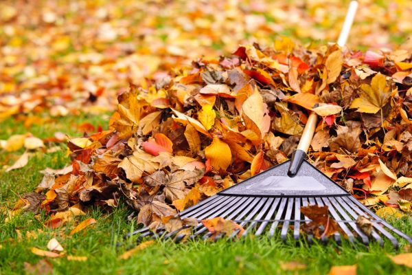 Yard Leaf Removal in Shelton