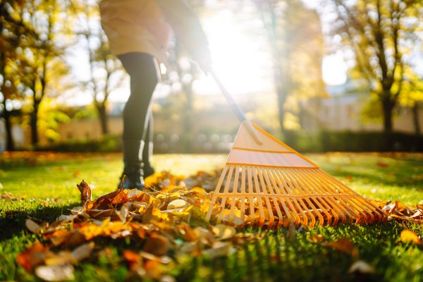 Leaves Raking in Shelton