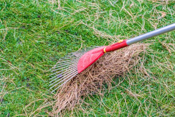 Yard Raking in Shelton