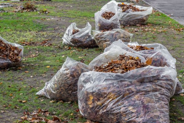 Leaf Pile Disposal in Shelton