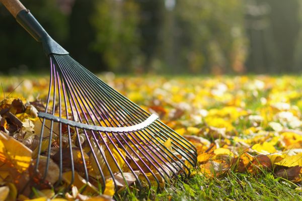 Leaf Removal in Shelton