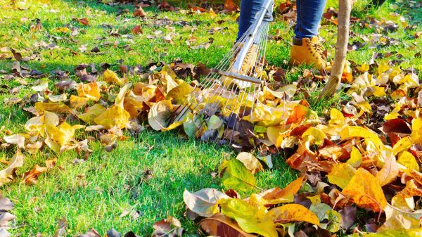 Lawn Cleanup Service in Shelton