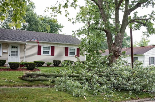 Fallen Branch Removal in Shelton