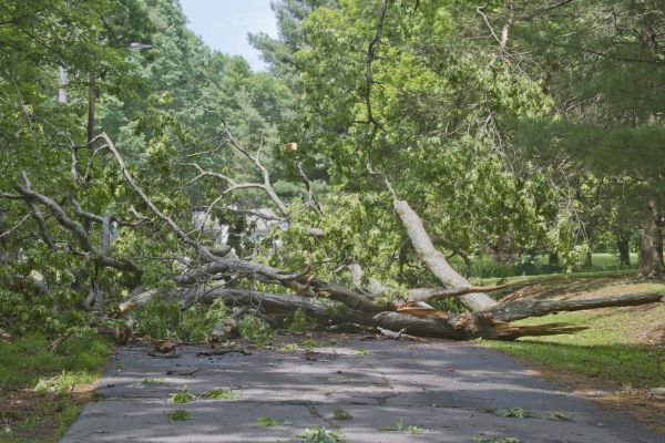 Tree Debris Removal in Shelton
